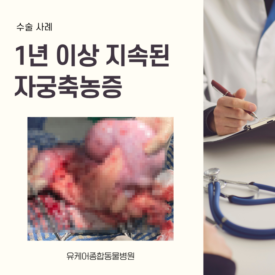 강아지 자궁축농증 수술 사례