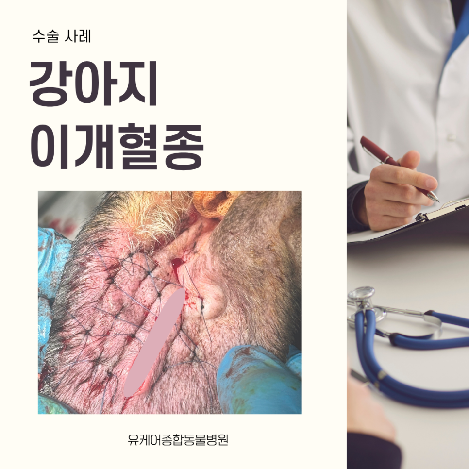 강아지 이개혈종 수술 사례