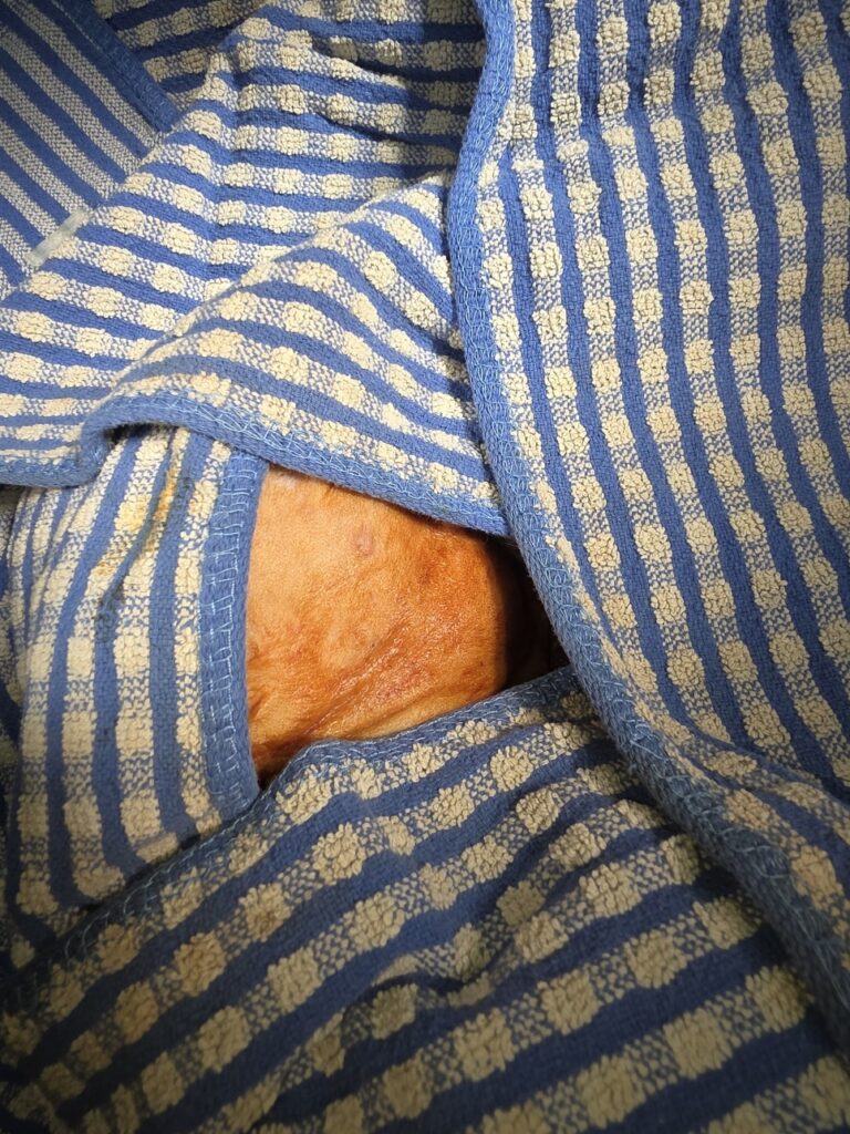 강아지 침샘낭종으로 턱 아래가 부어 있는 모습