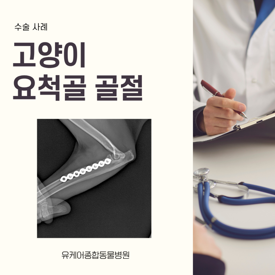 고양이 앞다리 요척골 골절 수술 사례