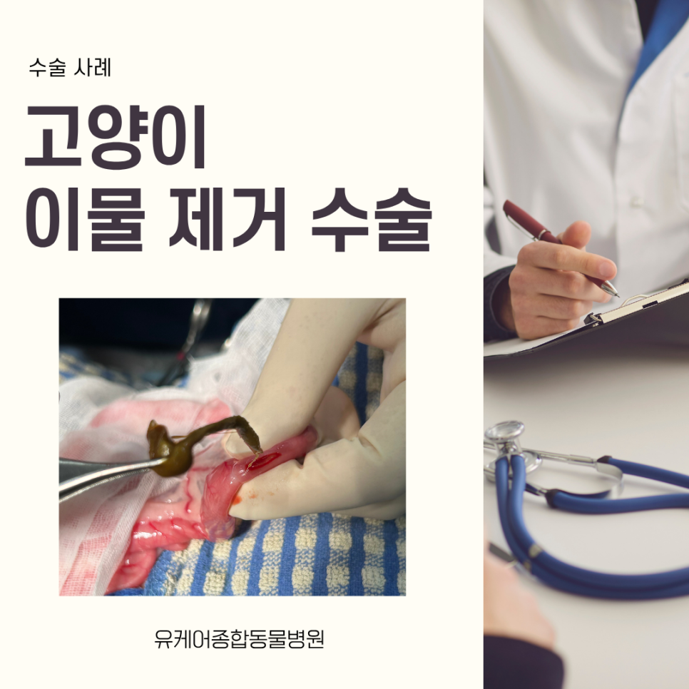 고양이 이물 제거 수술 사례
